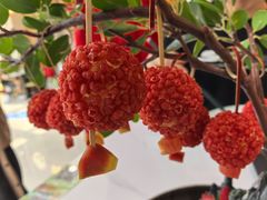 -奔跑吧陕菜·盛世长安(民乐园万达店)