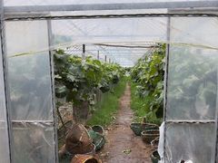 -马陆小张葡萄园农家乐