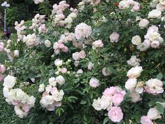 -人民公园(罗湖区)