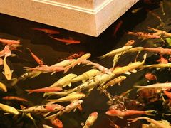 -龙悦湾酒家·八阵鱼生·渔人码头店