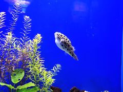 -上海海洋水族馆