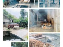 -成都动物园