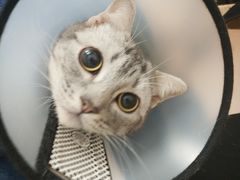 -伟伟宠物医院·瑞派猫友好医院·猫科(光谷店)