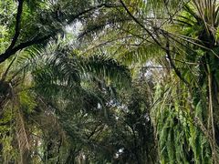 -中国科学院西双版纳热带植物园