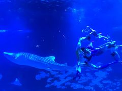 -烟台海昌鲸鲨海洋公园