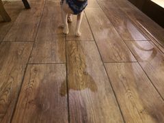 -more than meow吴止猫主题餐厅(承德 中船汇店)