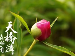 DSC06344-丹东天桥沟景区