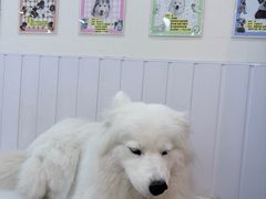 -汪说·狗咖·拼豆·宠物周边DIY(旺城大厦店)