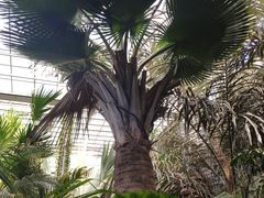 -呀路古热带植物园