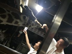 -清迈夜间动物园
