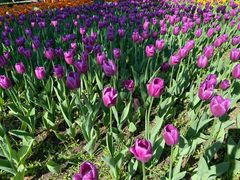 -长春公园(普阳街道)