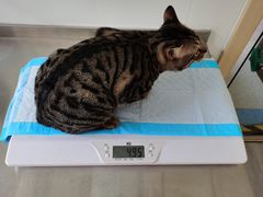 -喜多萌中农锦绣动物医院24H·猫科·牙科MRI·CT