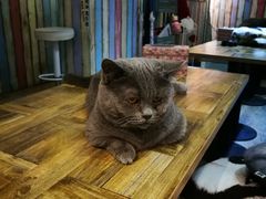 -小时光咖啡馆(开森度假森林店)