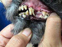 -宠福鑫康馨动物医院·骨科·眼科