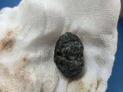 -派美特宠物医院·核磁CT·骨科肿瘤·疑难转诊(沈农禾丰店)