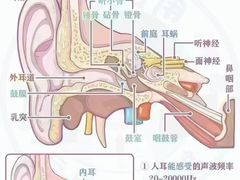 -自然之声助听器·呼吸机(贵定店)