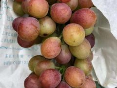 -马陆小张葡萄园农家乐