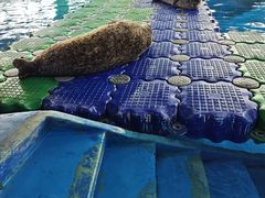 -海合安武汉极地海洋公园