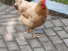-石潭村