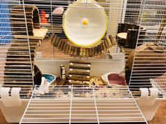 -钓仓鼠(洋桥北里小区店)