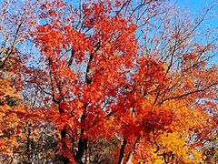 -北京西山国家森林公园