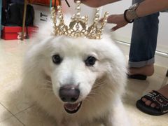 -良成狗狗乐园