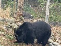 -都江堰中华大熊猫苑