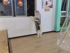 -Husky Go! 哈士奇体验馆·宠物咖啡厅狗咖