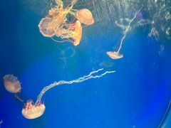 -海合安武汉极地海洋公园