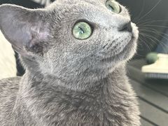 -琪喵猫屋·撸猫猫咖·猫舍