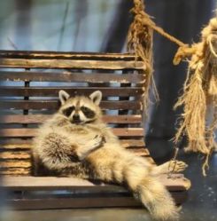 -酷嗒动物文化乐园(cutezoo西溪乐天城店)