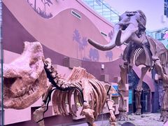 -陕西自然博物馆