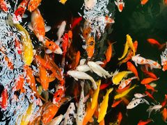 -南宫五洲植物乐园