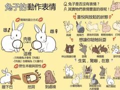 -万商花鸟市场