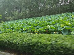 -合肥滨湖国家森林公园