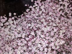 -溪岸路花鸟市场