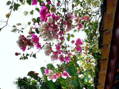 -深圳国际园林花卉博览园