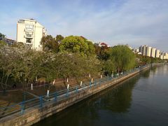 -高东镇樱花园