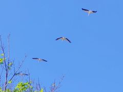 -南沙十九涌渔人码头-南门