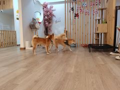 -柴迷FANS CLUB·柴犬狗咖·猫咖