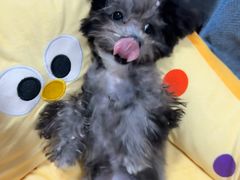 -翊宠yipet猫狗购宠庄园犬舍•猫舍