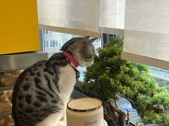 -国宝熊猫酒店(春熙路天府广场店)