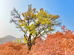 -周口店坡峰岭风景区