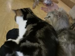 -萌喵咖啡屋(人民东路4号口M16商铺店)