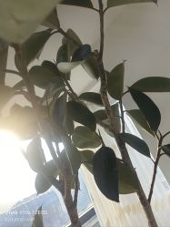 -HEYAN荷妍专业脱毛连锁机构