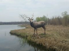 -溱湖国家湿地公园