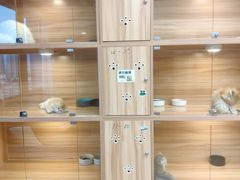 -猫十亿·布偶金渐层·曼基康矮脚猫舍(青年路店)