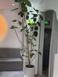-薇薇安花系SPA