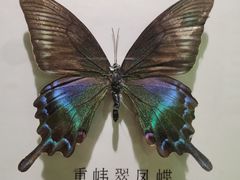 -蝴蝶泉公园