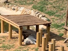 -石家庄市动物园